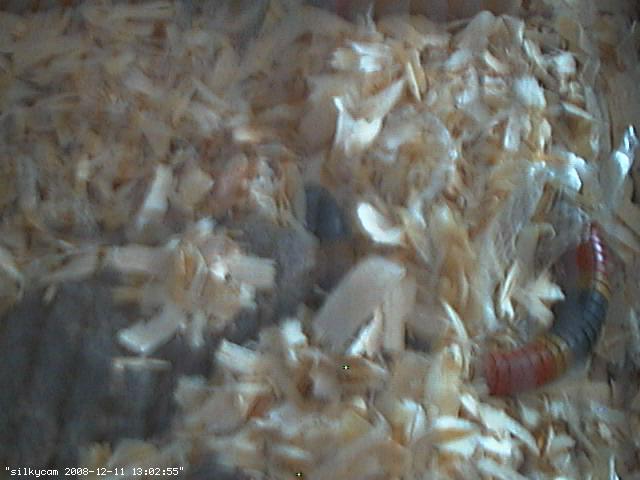 live silky cam